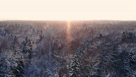 Drone-video-of-forest-in-Finnish-Lapland,-above-the-Arctic-Circle-in-winter